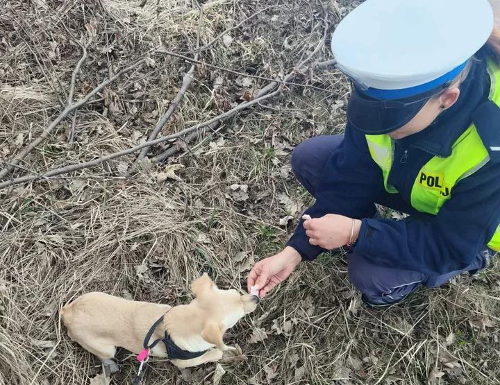 Pies w przydrożnym rowie zwrócił uwagę policjantów z Żyrardowa