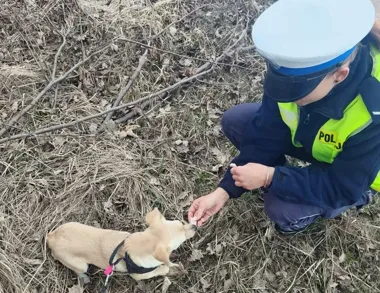 Pies w przydrożnym rowie zwrócił uwagę policjantów z Żyrardowa